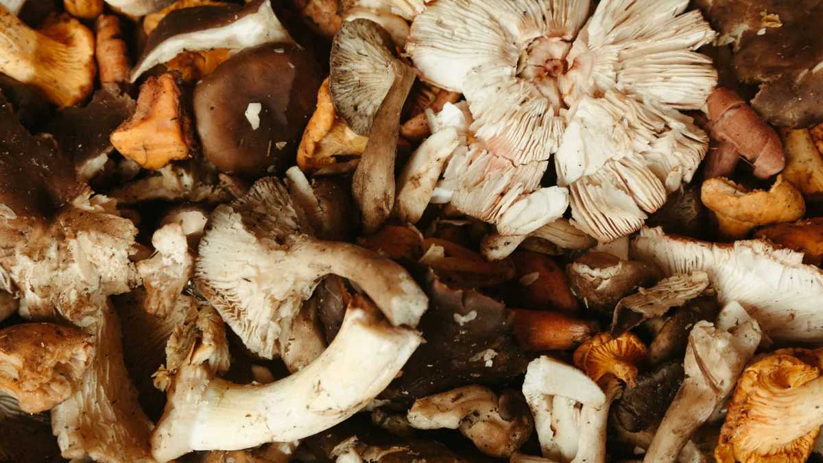 Hongos silvestres crudos vistos desde arriba, en tonos pardos, crema y ocre, con uno blanco abierto que deja ver sus láminas: una foto de ingrediente para Mamma Ricotta de 2022