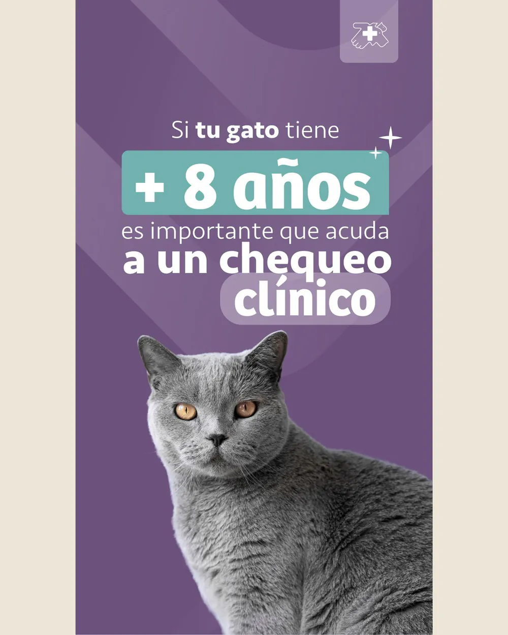Story del Hospital Veterinario Bruselas sobre fondo lila: un gato gris de ojos ámbar bajo el titular «Si tu gato tiene +8 años es importante que acuda a un chequeo clínico»