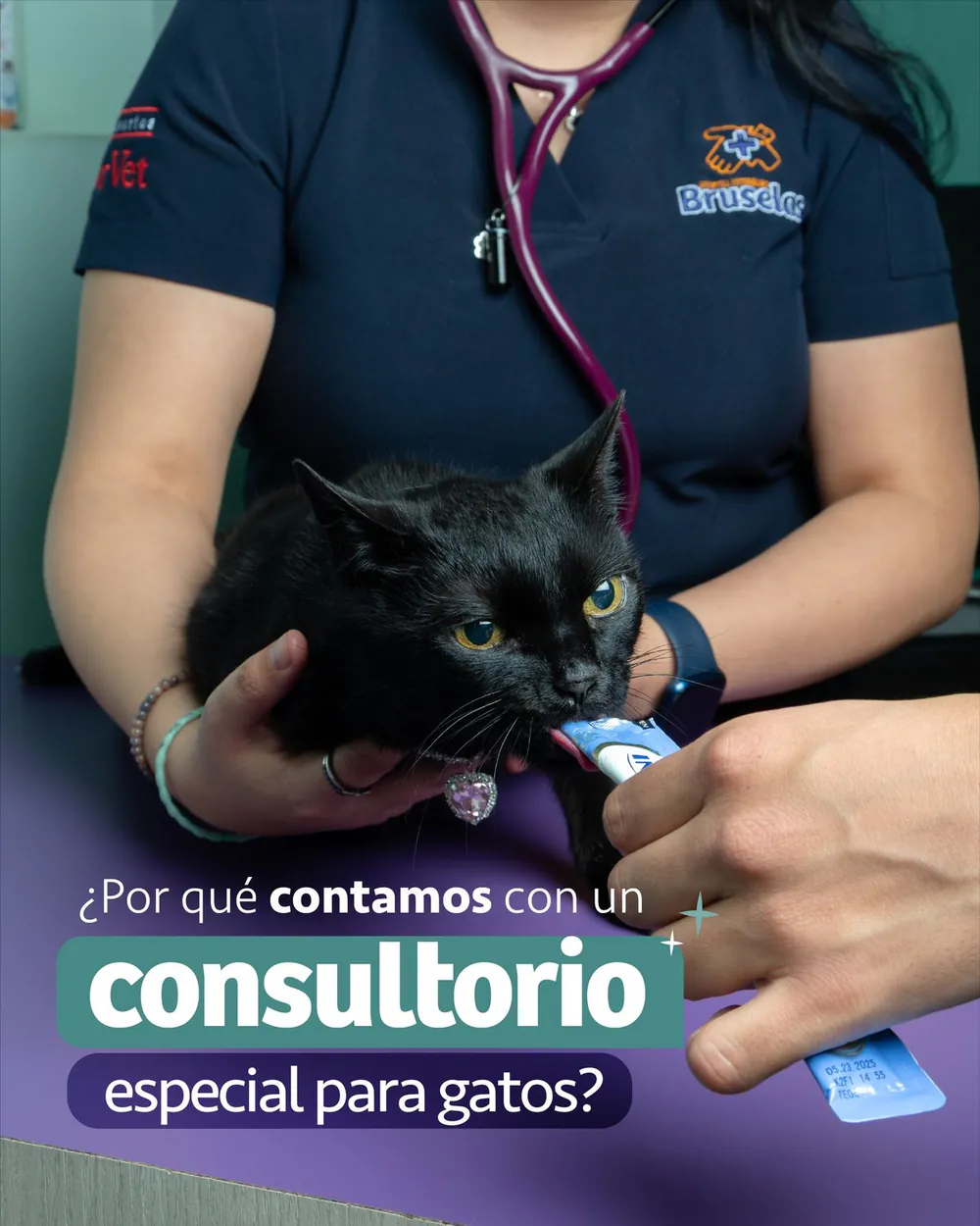 Una veterinaria del Hospital Veterinario Bruselas, cortada a la altura del pecho, sostiene sobre la mesa a un gato negro que lame un premio; en la portada del carrusel, abajo, la pregunta «¿Por qué contamos con un consultorio especial para gatos?»