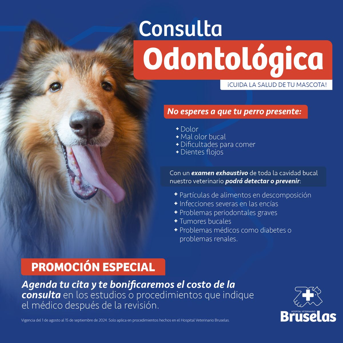 Post de «Consulta Odontológica»: un collie con la lengua fuera sobre fondo azul, el titular en blanco y rojo, la lista de síntomas y una promoción especial para agendar cita, con la marca Bruselas abajo