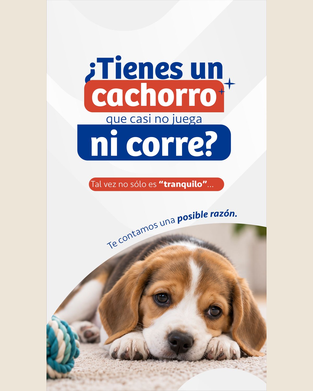 Story vertical sobre fondo gris claro: «¿Tienes un cachorro que casi no juega ni corre?» en azul con pastillas roja y azul, «Tal vez no sólo es tranquilo…» y, abajo, un cachorro beagle echado sobre la alfombra junto a una cuerda de juguete