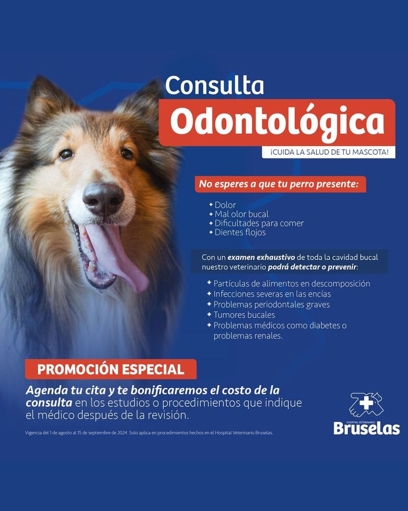 Post de «Consulta Odontológica»: un collie con la lengua fuera sobre fondo azul, el titular en blanco y rojo, la lista de síntomas y una promoción especial para agendar cita, con la marca Bruselas abajo
